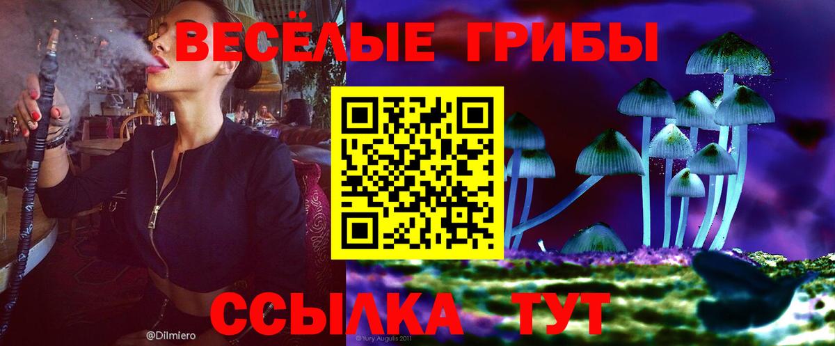 Чехов  Галлюциногенные грибы Psilocybine cubensis  Вход с VPN 